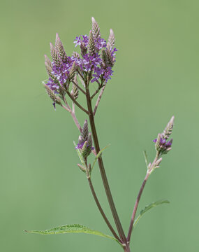 A blue vervain blooms on a green background