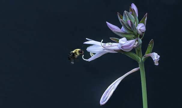 pink hasta blooming with black background as bee flies over