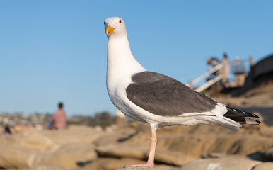 Adult larus marinus gull seabird standing natural background