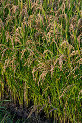 刈り取り前の黄金色の稲田
