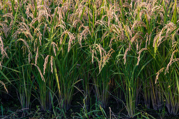 刈り取り前の黄金色の稲田
