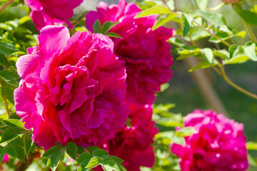 Purple peony flowering close up.