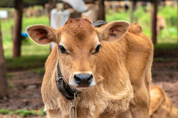 Small Jersey dairy heifer on a dairy farm in Brazil