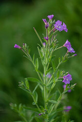Purple afternoon, evening blue flowers of Garden phlox. Phlox paniculata.