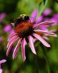 Bee on a flower