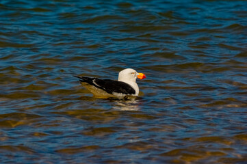 Adult Pacific Gull