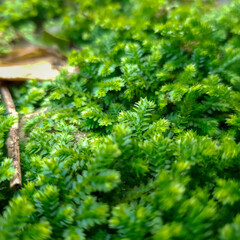 green moss on a tree