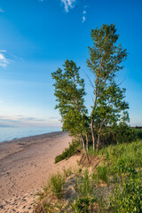 Fototapeta na wymiar Trees in the sand dunes along Lake Michigan in late afternoon.