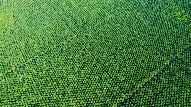 4K : Aerial view over a palm trees. palm plantation. Drone view of Nature Background. Southern Thailand
