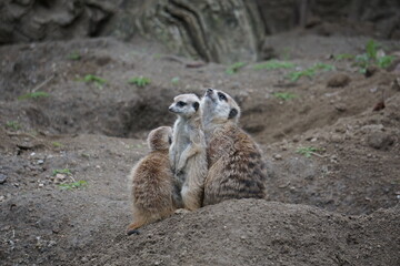 Meerkat Family