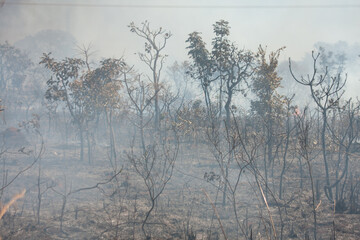 A brush fire near the Karriri-Xoco and Tuxa Indian Reservation in the Northwest section of Brasilia, Brazil