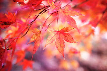 美しい秋の紅葉