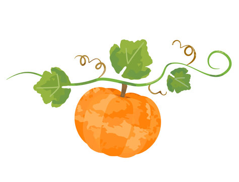 カボチャ Images Browse 28 110 Stock Photos Vectors And Video Adobe Stock