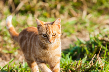 Naklejka na ściany i meble Orange cat walking in the green field