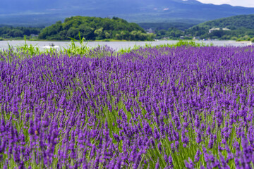 山梨県富士河口湖町　大石公園