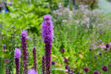 山梨県富士河口湖町　大石公園