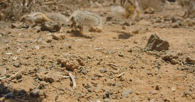 Fuerteventura, Spain. Vacation intertainment . Filming a video through the eyes of a tourist. Gray striped squirrel eats seeds, human hand, runs away. Natural habitat. Cute chipmunk in wildlife.