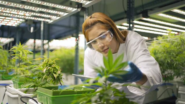 A worker Asian woman working in marijuana or cannabis plant leaves farm lab to analysis and develop product in laboratory in technology medical, healthcare, research concept. Experimental. People