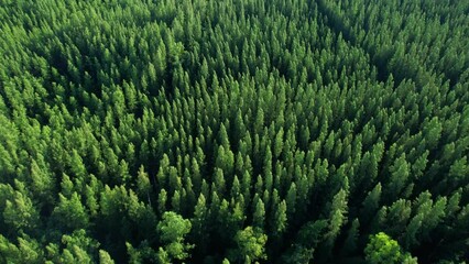 Aerial view from drone over pine forest. Pine forest in Thailand. Green nature background. Dynamic aerial shot. 4K