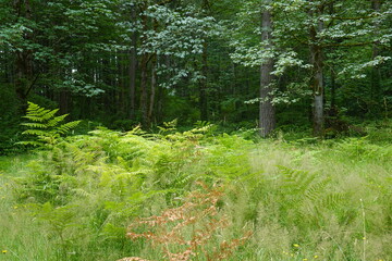 Bloedel Reserve - Bainbridge Island - Washington