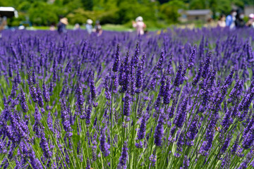 Naklejka premium 山梨県富士河口湖町 大石公園