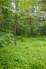 Bloedel Reserve - Bainbridge Island - Washington