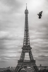 Fototapeta na wymiar Eiffel tower from Trocadero with pigeon flying, Paris, France