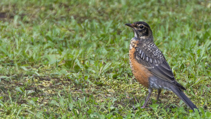 robin on the grass