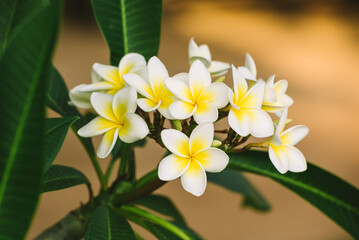 yellow and white flowers