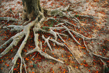 Royal Poinciana Flamboyant Tree Roots
