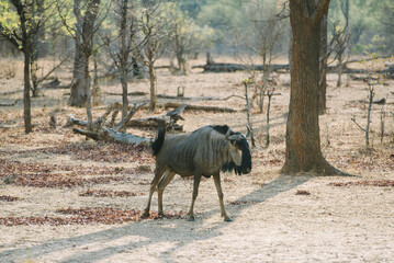 Wildebeest in Chobe National Park Botswana Africa
