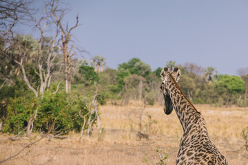 Giraffe in Chobe National Park Botswana Africa