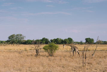 Fototapeta na wymiar Giraffe in Chobe National Park Botswana Africa
