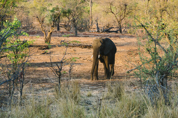 Fototapeta premium Elephants in Chobe National Park in Botswana