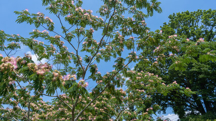 ネムノキの花・Silk tree