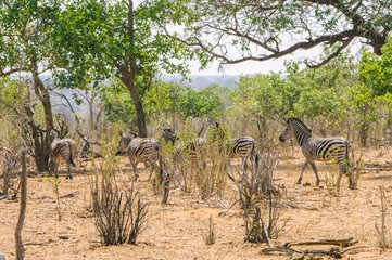 Zebras in Chobe National Park Botswana Africa