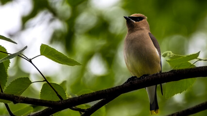 bird on a branch
