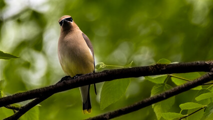 bird on a branch