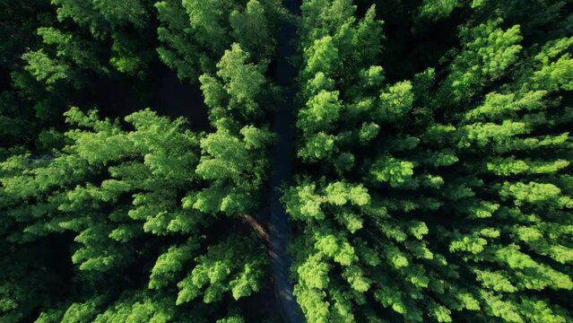 Aerial view from drone over pine forest. Pine forest in Thailand. Green nature background. Dynamic aerial shot. 4K
