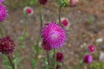 Blooming spiny plumeless thistle, welted thistle, or plumeless thistle