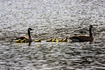 country goose family