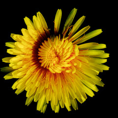 Yellow Dandelion