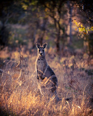 Kangaroo in nature reserve