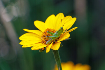 grasshopper on yellow flower