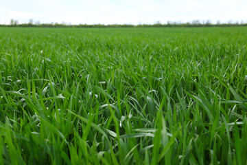 Beautiful agricultural field with ripening cereal crop under blue sky