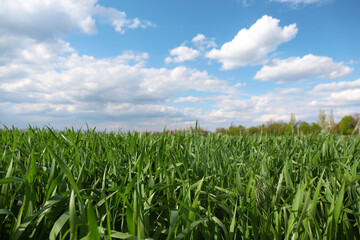 Beautiful agricultural field with ripening cereal crop under blue sky
