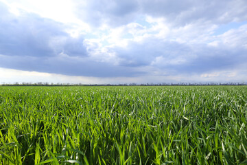 Beautiful agricultural field with ripening cereal crop under blue sky