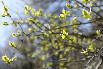 Closeup view of tree twig with delicate fresh leaves outdoors on sunny day