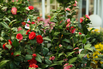Obraz premium Camellia japonica bush with beautiful flowers on blurred background
