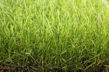 Beautiful lush green grass as background, closeup